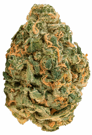 ZOIKS Cannabis Blüte OG Lime Kush.