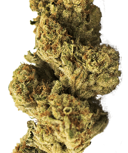 ZOIKS Cannabis Blüte Papaya Bomb
