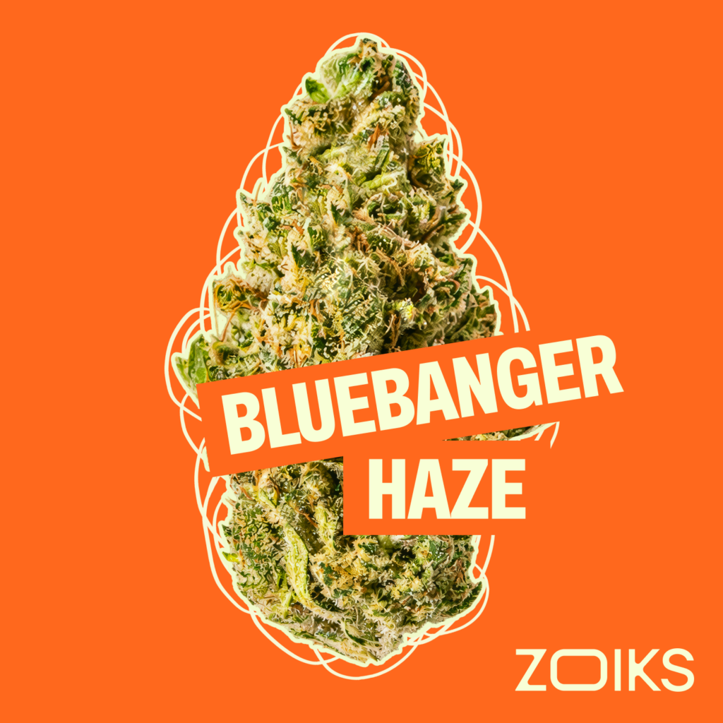 Eine Bluebanger-Haze-Blütenknospe, zentriert auf orangefarbenem Hintergrund, mit dem Schriftzug BLUEBANGER HAZE und dem ZOIKS-Logo.